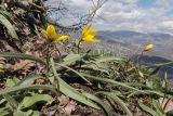 Tulipa australis. Цветущие растения. Крым, окр. г. Алушта, ск. Ай-Йори. 31.03.2023.