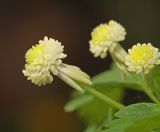 Anemone reflexa