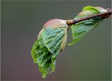 Tilia cordata