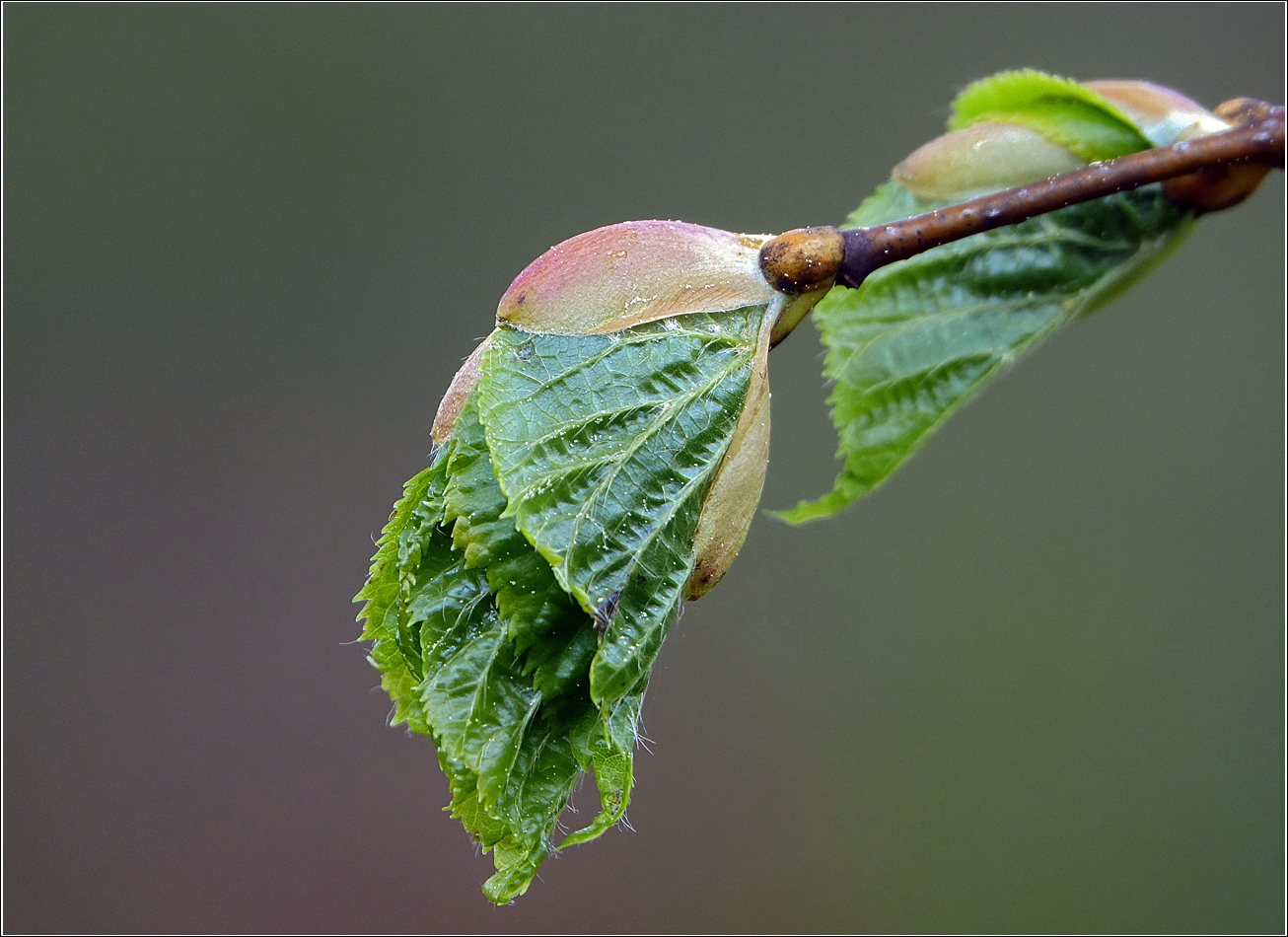 Image of Tilia cordata specimen.