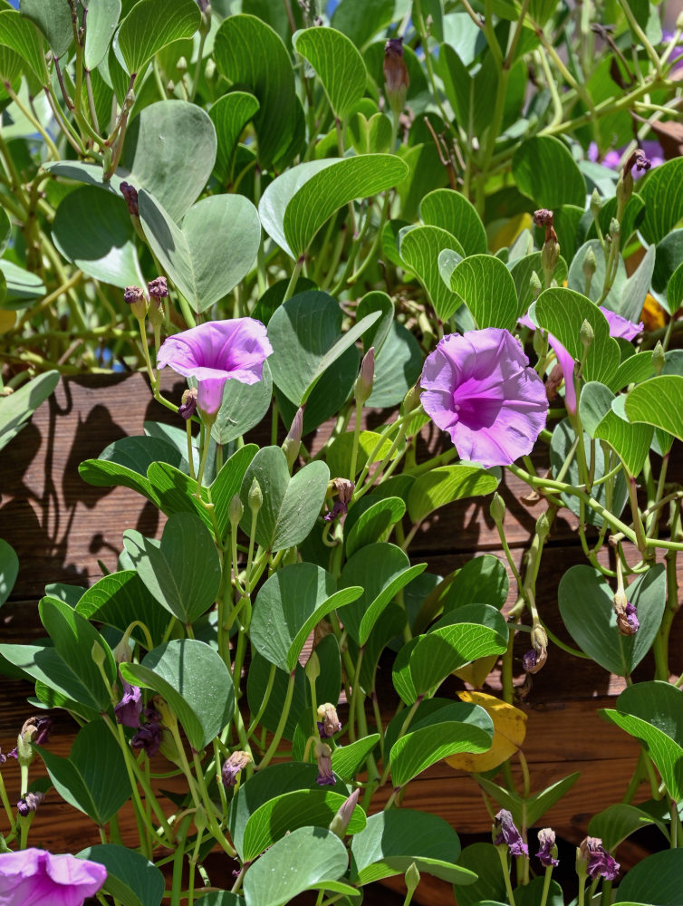 Image of Ipomoea pes-caprae specimen.