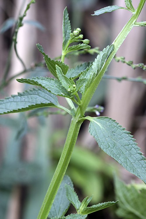 Image of Scrophularia umbrosa specimen.