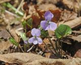 род Viola. Цветущее растение. Амурская обл., Архаринский р-н, Хинганский заповедник, кластер \"Хинганское\", басс. р. Эракта, дубрава на горном склоне. 16.05.2022.