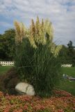 Cortaderia selloana. Плодоносящие растения. Болгария, г. Бургас, Приморский парк, в культуре. 16.09.2021.