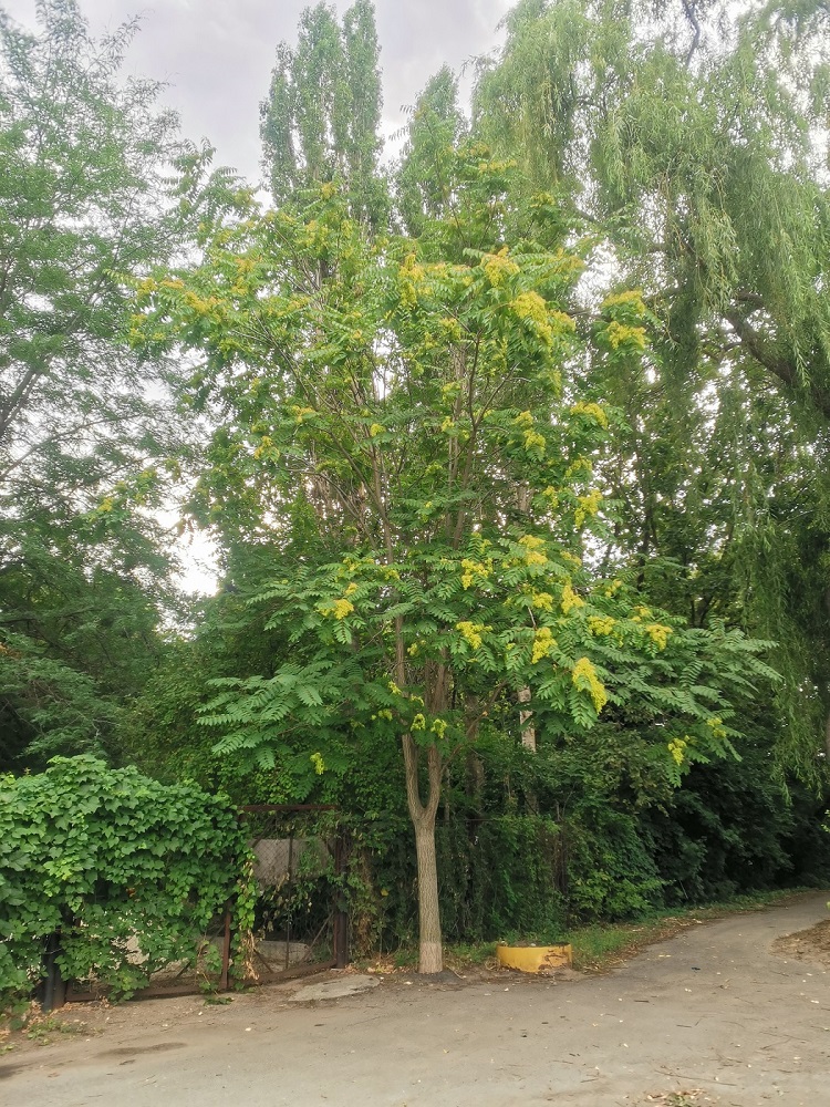 Изображение особи Ailanthus altissima.