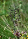 Thalictrum sachalinense