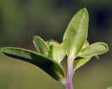 Aster maackii. Верхушка побега (вид снизу). Приморский край, Шкотовский р-н, с. Новонежино, луг. 18.08.2023.