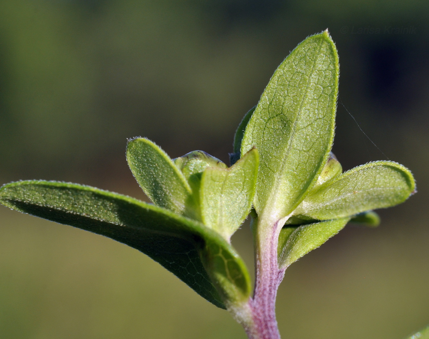 Image of Aster maackii specimen.