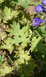 genus Delphinium