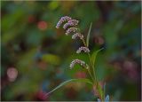 Persicaria lapathifolia. Верхушка веточки с соцветиями и сидящей мухой. Московская обл., Раменский р-н, окр. дер. Хрипань, садовый участок. 08.08.2023.