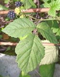 Rubus caesius