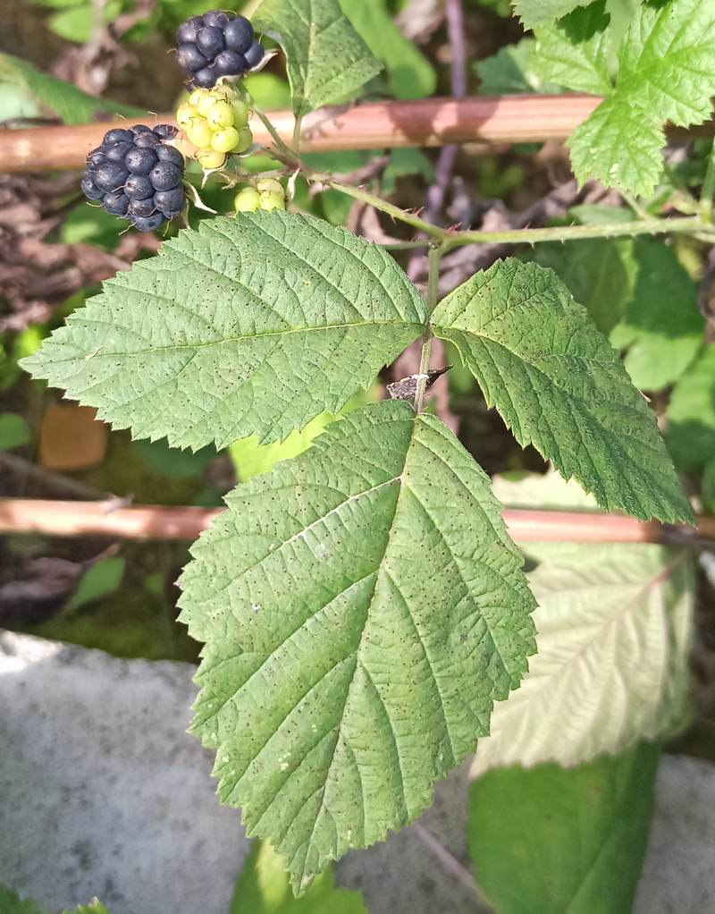Изображение особи Rubus caesius.