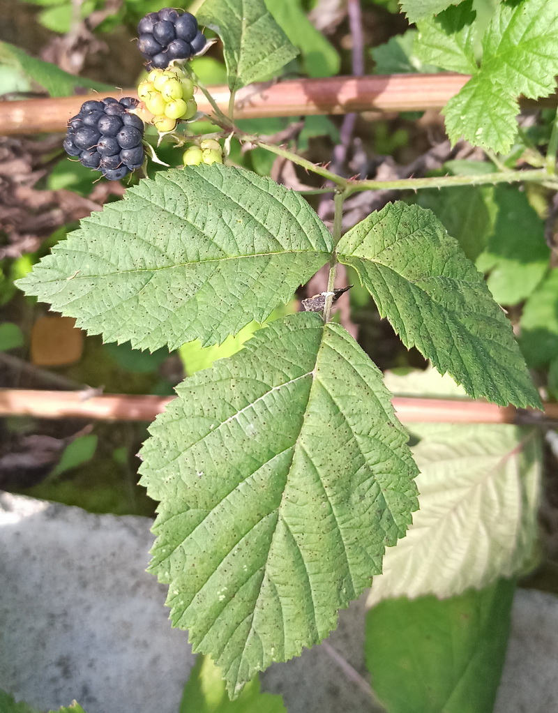 Изображение особи Rubus caesius.