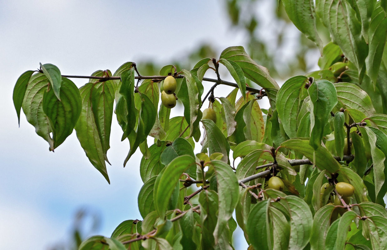 Image of Cornus mas specimen.