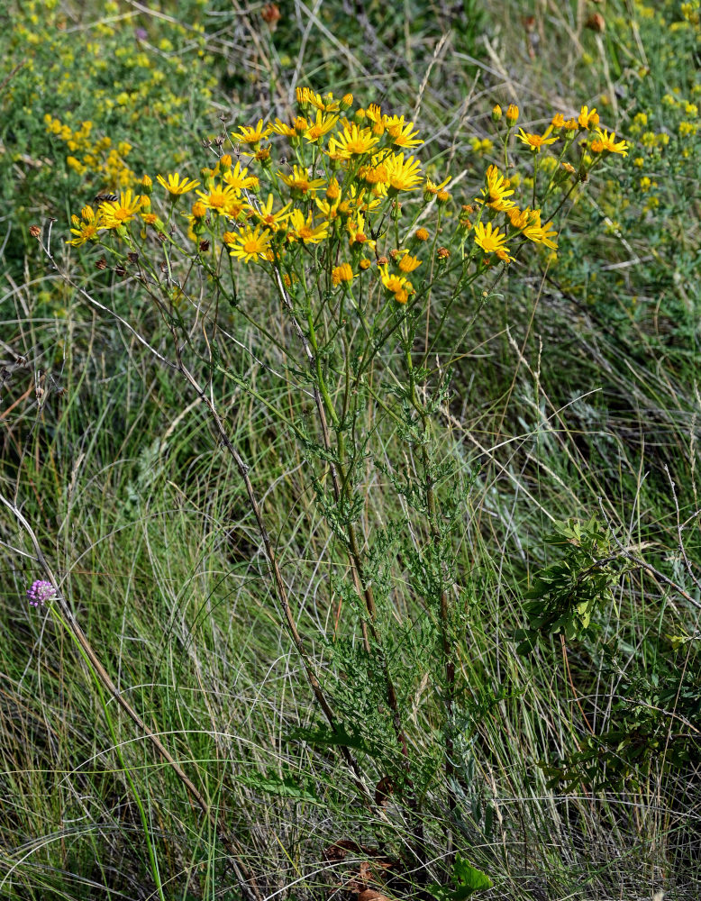 Изображение особи Senecio jacobaea.