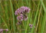 Origanum vulgare