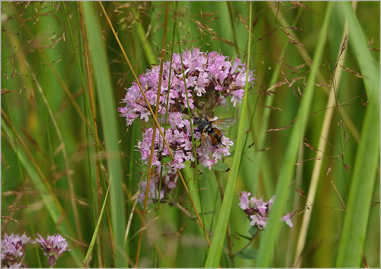 Image of Origanum vulgare specimen.