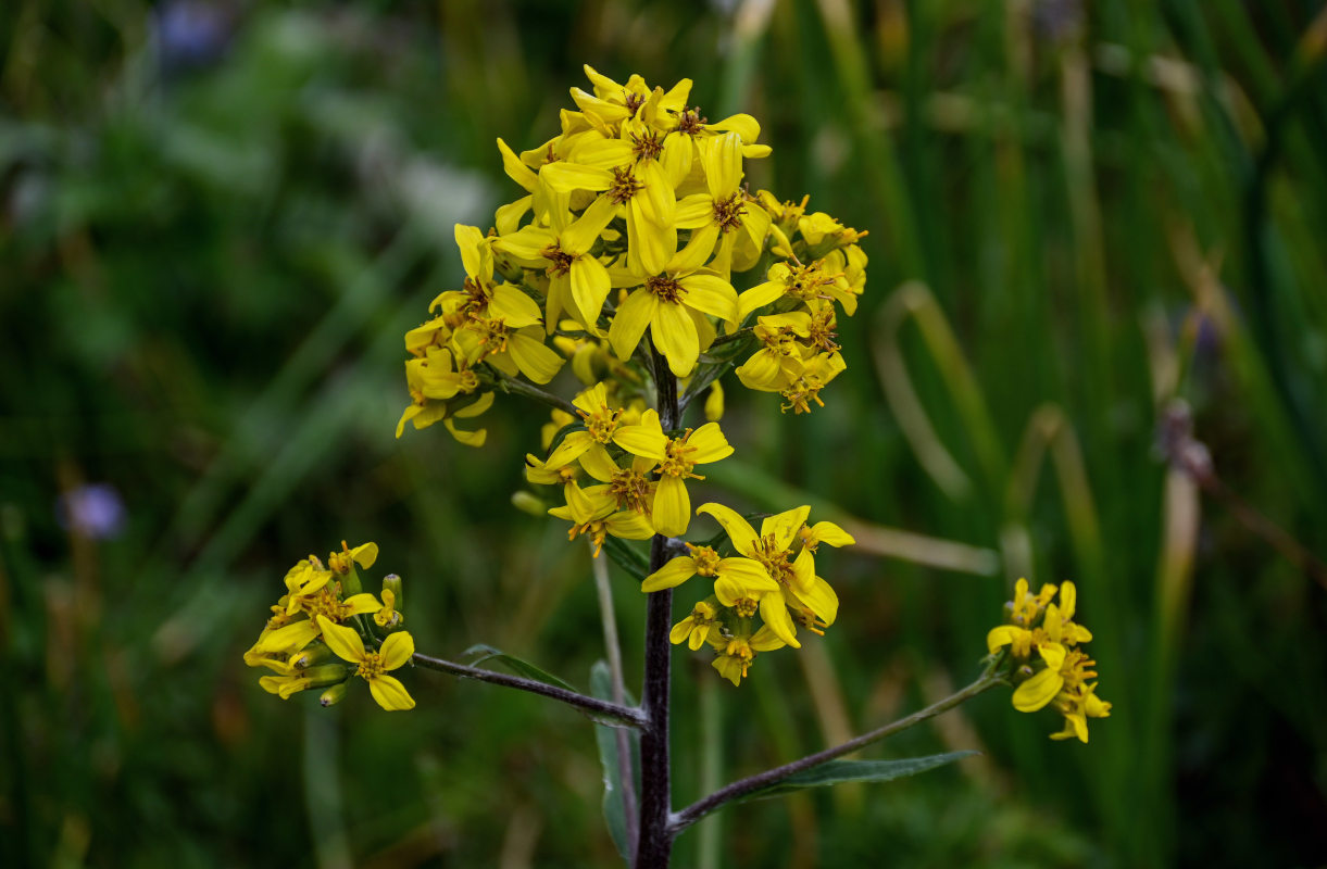 Изображение особи Ligularia thomsonii.