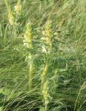 Pedicularis kaufmannii