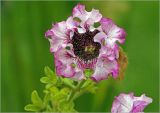 Petunia × hybrida