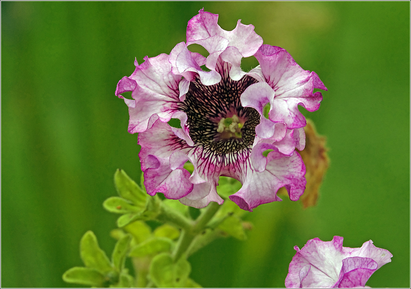 Image of Petunia × atkinsiana specimen.