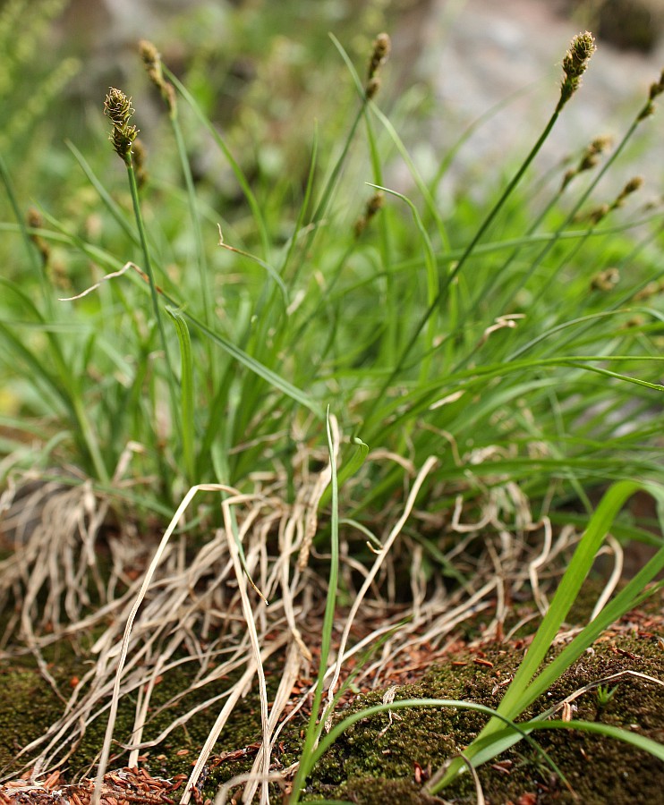 Image of Carex lachenalii specimen.