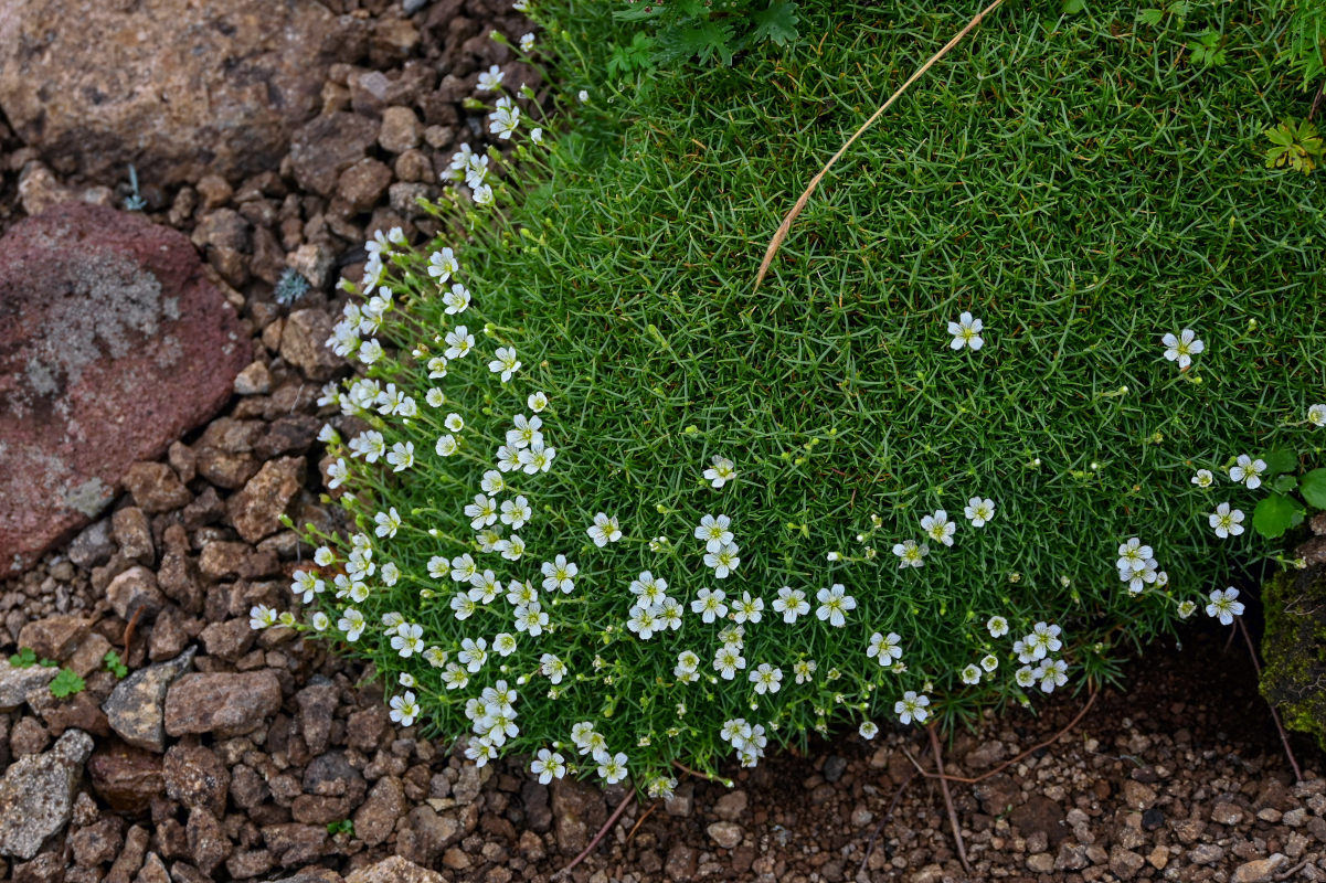 Image of Minuartia arctica specimen.