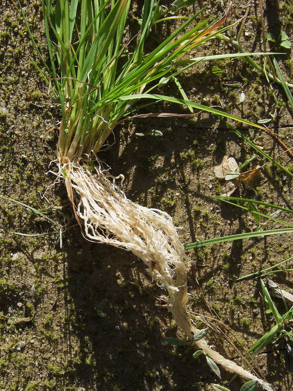 Изображение особи Agrostis clavata.