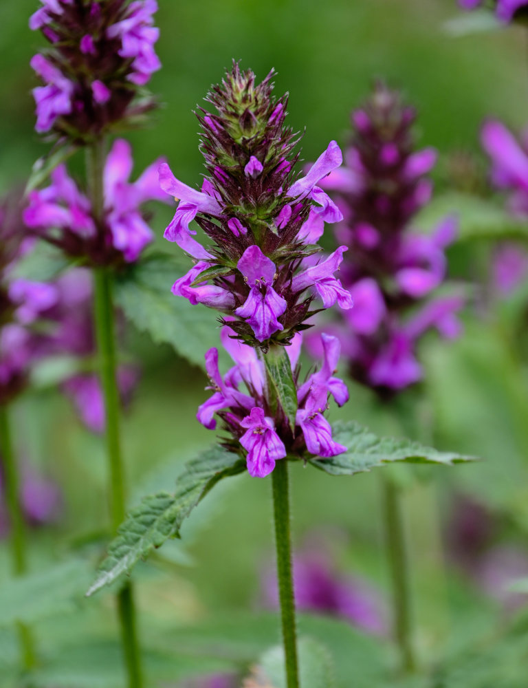 Image of Betonica betoniciflora specimen.