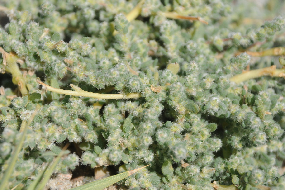 Image of Bassia hyssopifolia specimen.