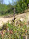 Carex vanheurckii. Отцветающее мужское соцветие и завязавшееся соплодие. Магаданская обл., Ольский р-н, Ольское шоссе, суглинистый бугор в сторону моря. 21.06.2023.