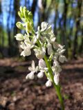 Orchis provincialis. Соцветие. Краснодарский край, г/о Сочи, Адлерский р-н, окр. с. Красная Воля, дорога к каньону Белые скалы, широколиственный лес. 04.05.2021.