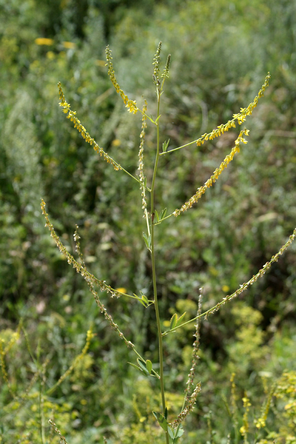 Изображение особи Melilotus officinalis.