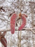 Populus davidiana. Часть ветви с мужскими серёжками. Хабаровский край, г. Комсомольск-на-Амуре, широколиственный лес. 23.04.2024.