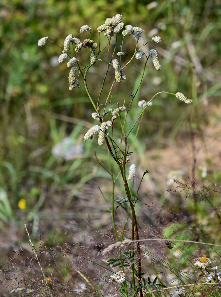 Image of Sanguisorba tenuifolia specimen.