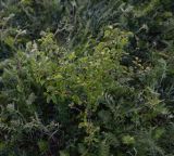genus Pyrus. Вегетирующее растение. Калужская обл., Боровский р-н, окр. дер. Николаевка, большой луг на береговой террасе. 3 июня 2024 г.