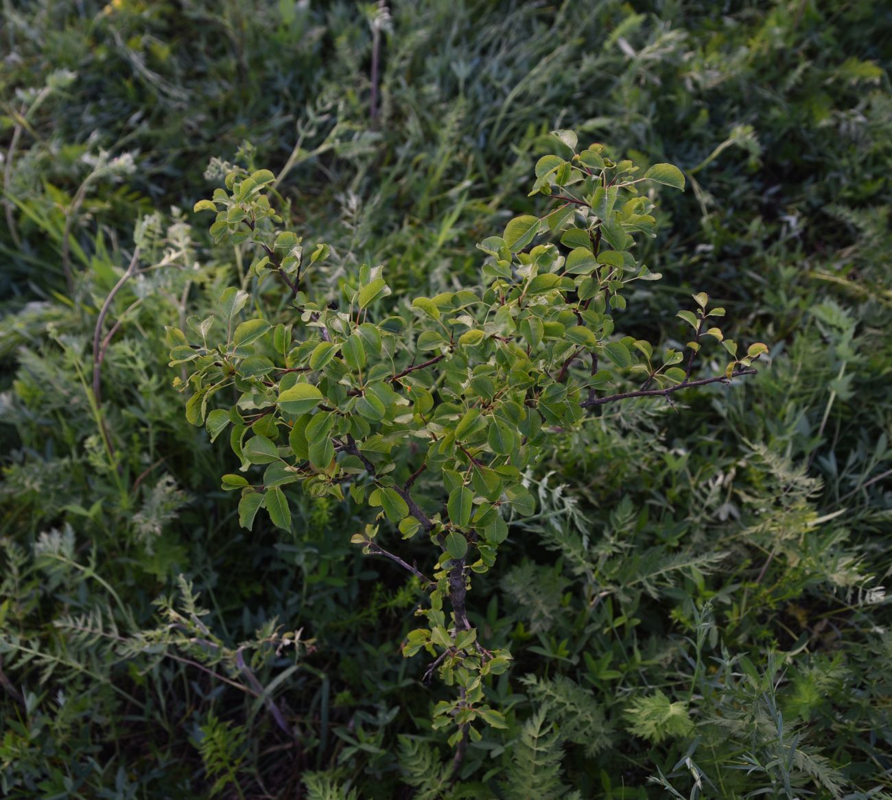 Image of genus Pyrus specimen.