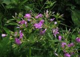 Phlox glaberrima