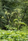 Archangelica officinalis