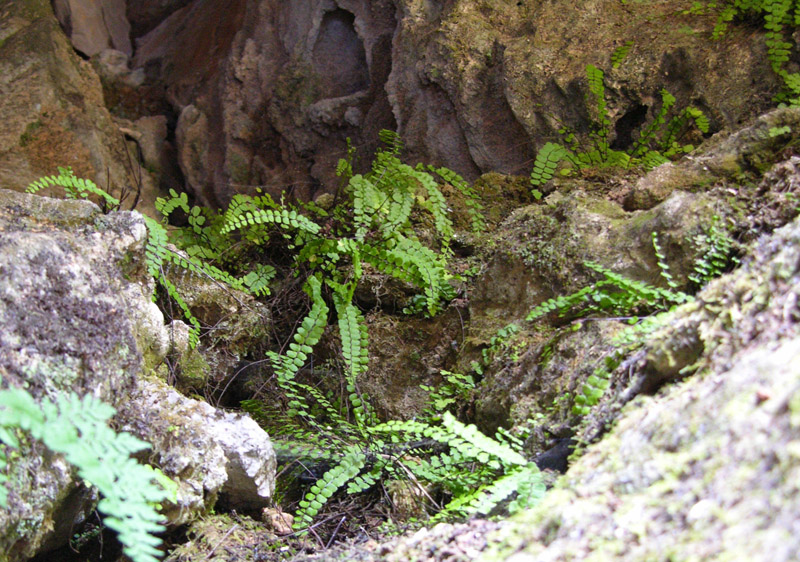 Изображение особи Asplenium trichomanes.