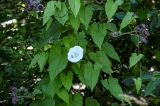 Calystegia sepium