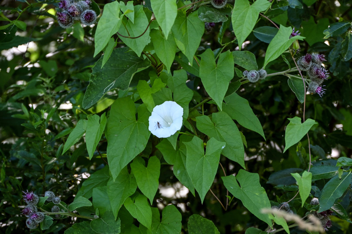 Изображение особи Calystegia sepium.