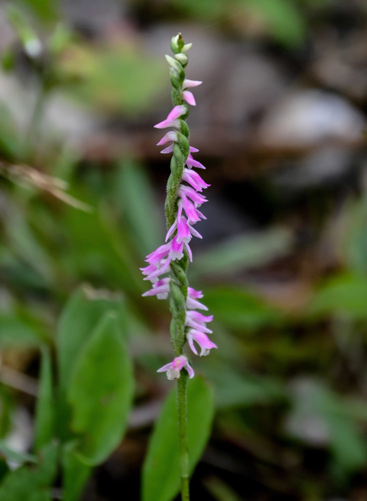 Изображение особи Spiranthes australis.