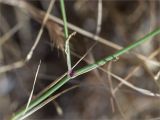 genus Dianthus. Часть веточки. Турция, пров. Анталья, р-н Кумлуджа, окр. вдхр. Алакыр, каменистая обочина грунтовой дороги, маквис. 31.05.2024.