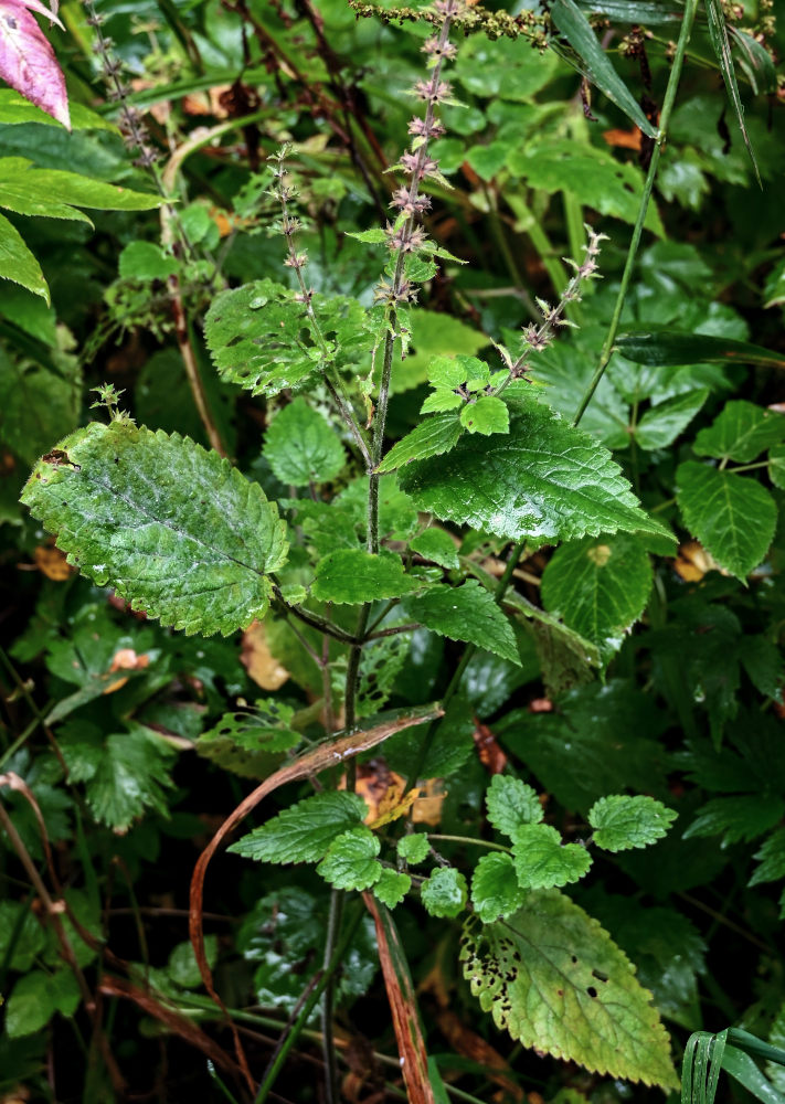 Image of Stachys sylvatica specimen.