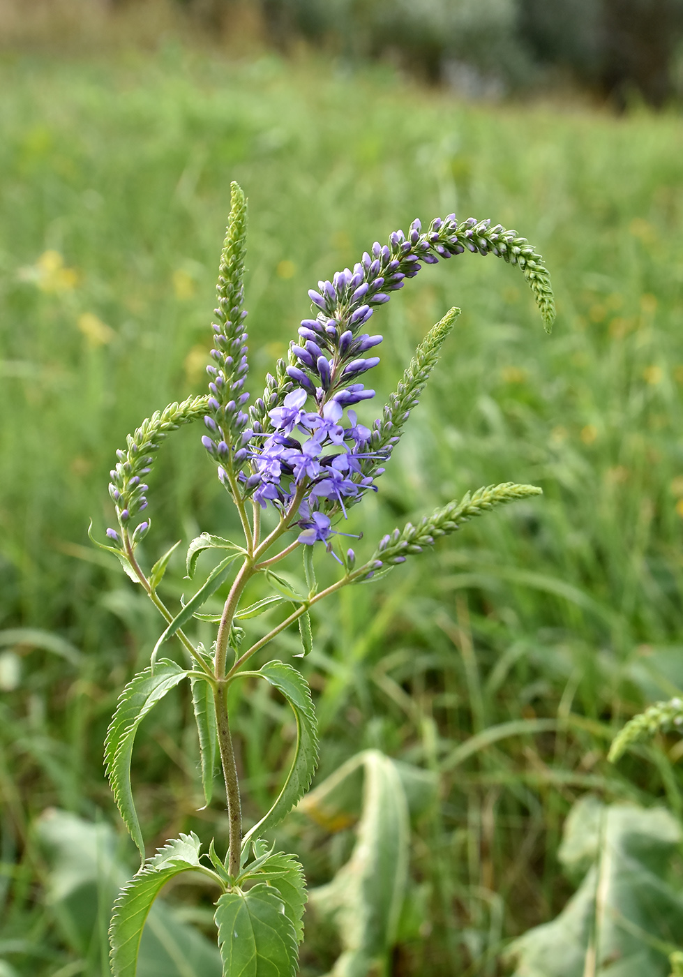 Image of Veronica longifolia specimen.