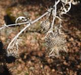 семейство Asteraceae