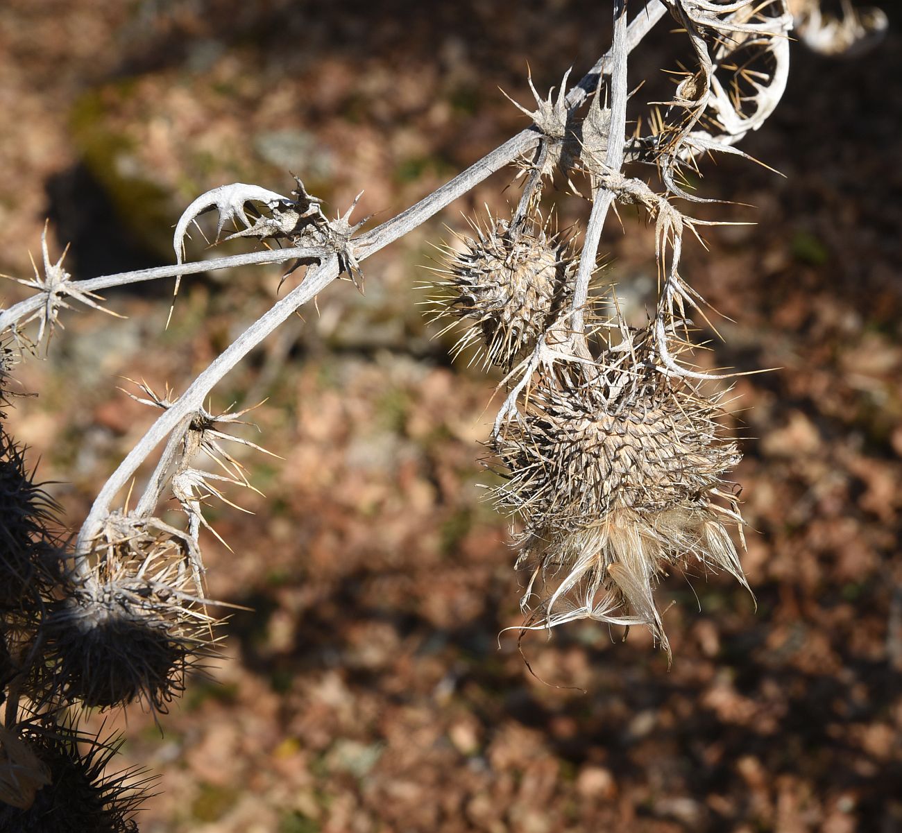 Image of familia Asteraceae specimen.