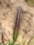 Hordeum leporinum