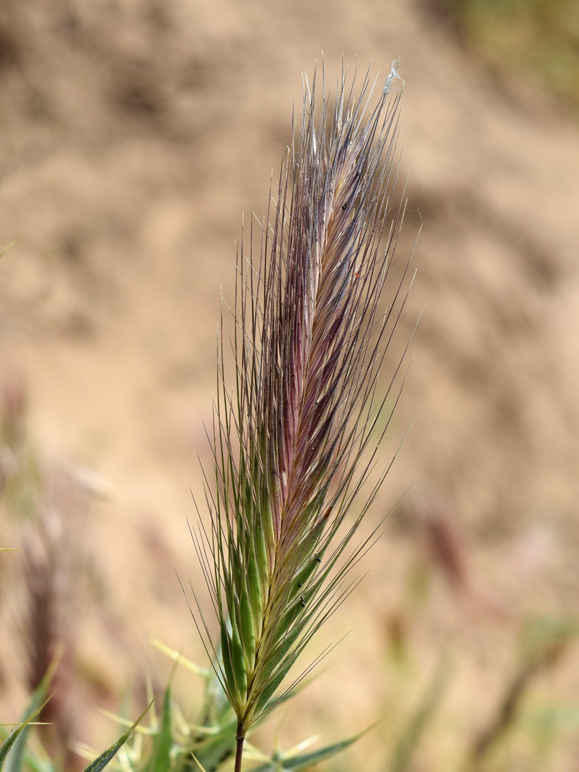Image of Hordeum leporinum specimen.